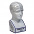 Phrenology Head - Architectural Replicas of historical buildings